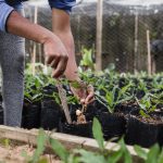 Nowoczesne Trendy w Rolnictwie: Agrotechnologia i Przyszłość Uprawy